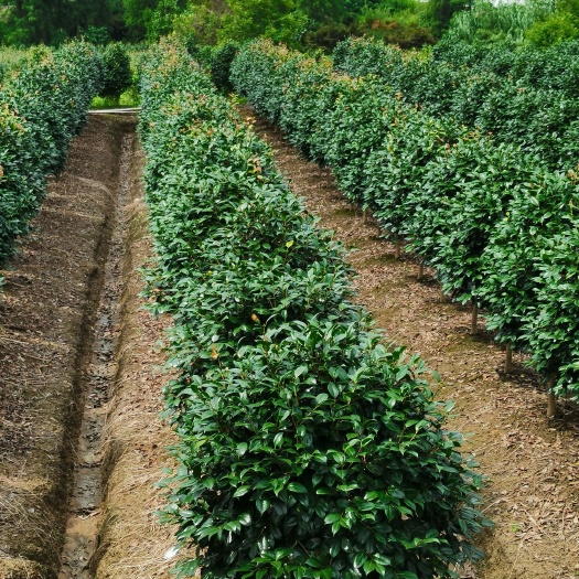 新昌县茶花树 精品茶花，精品茶花，田苗，田苗。