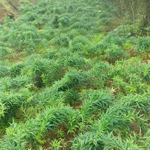 花垣县湘玉竹 