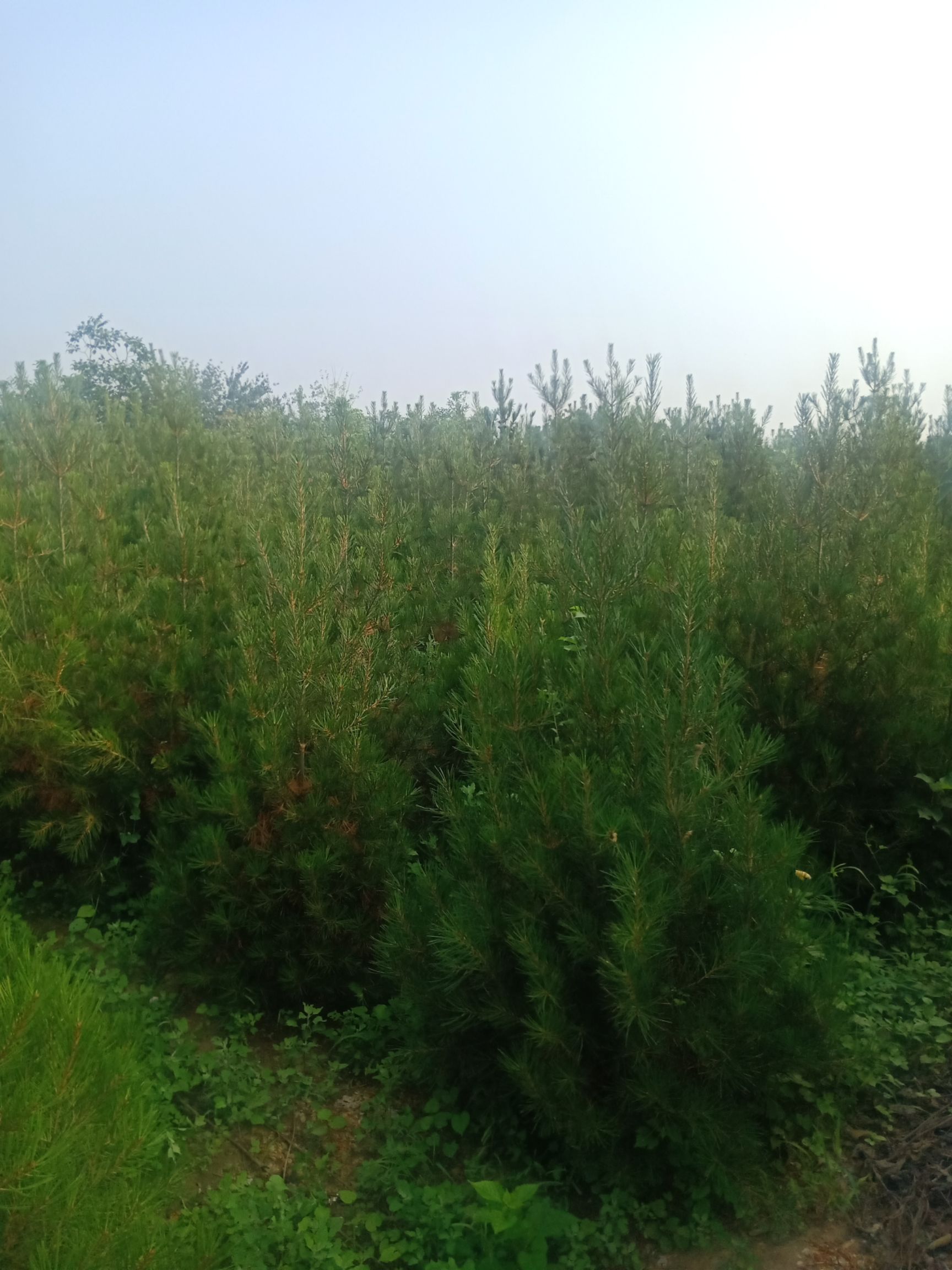 白皮松 2~3米  带土球发