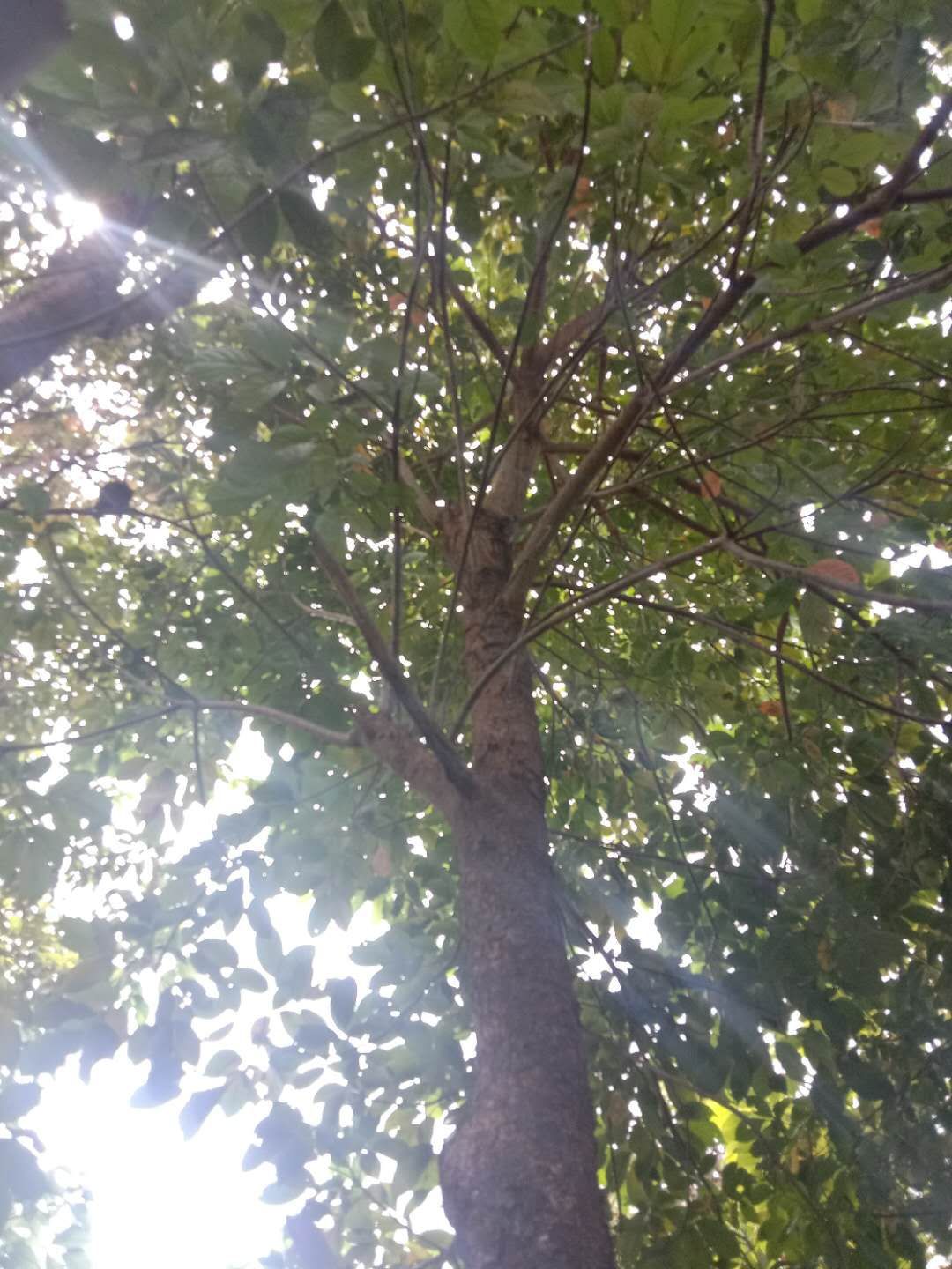  秋枫假植苗8到18分