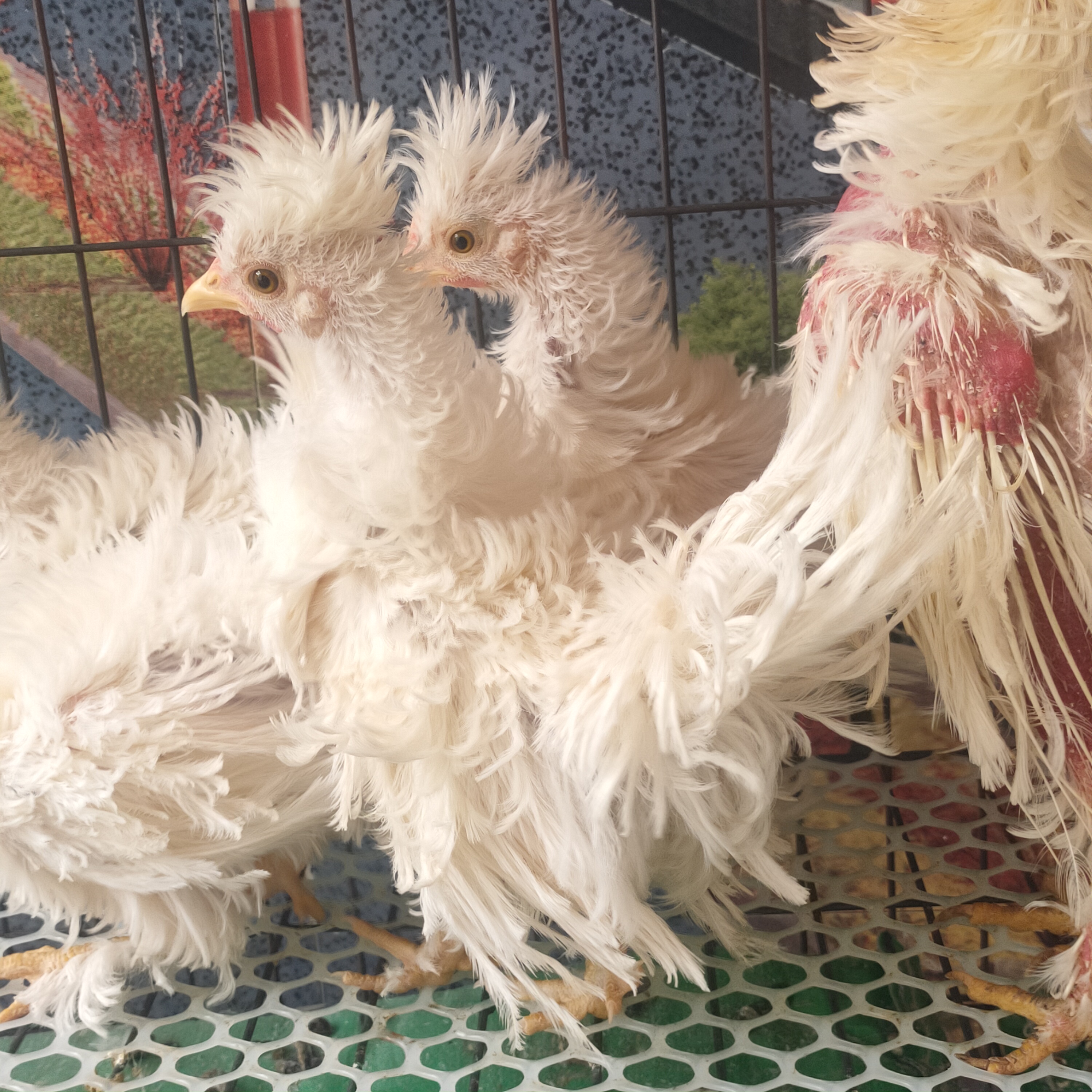 翻毛鸡苗 卷毛鸡 麒麟鸡 翻毛鸡种蛋 翻毛鸡苗活