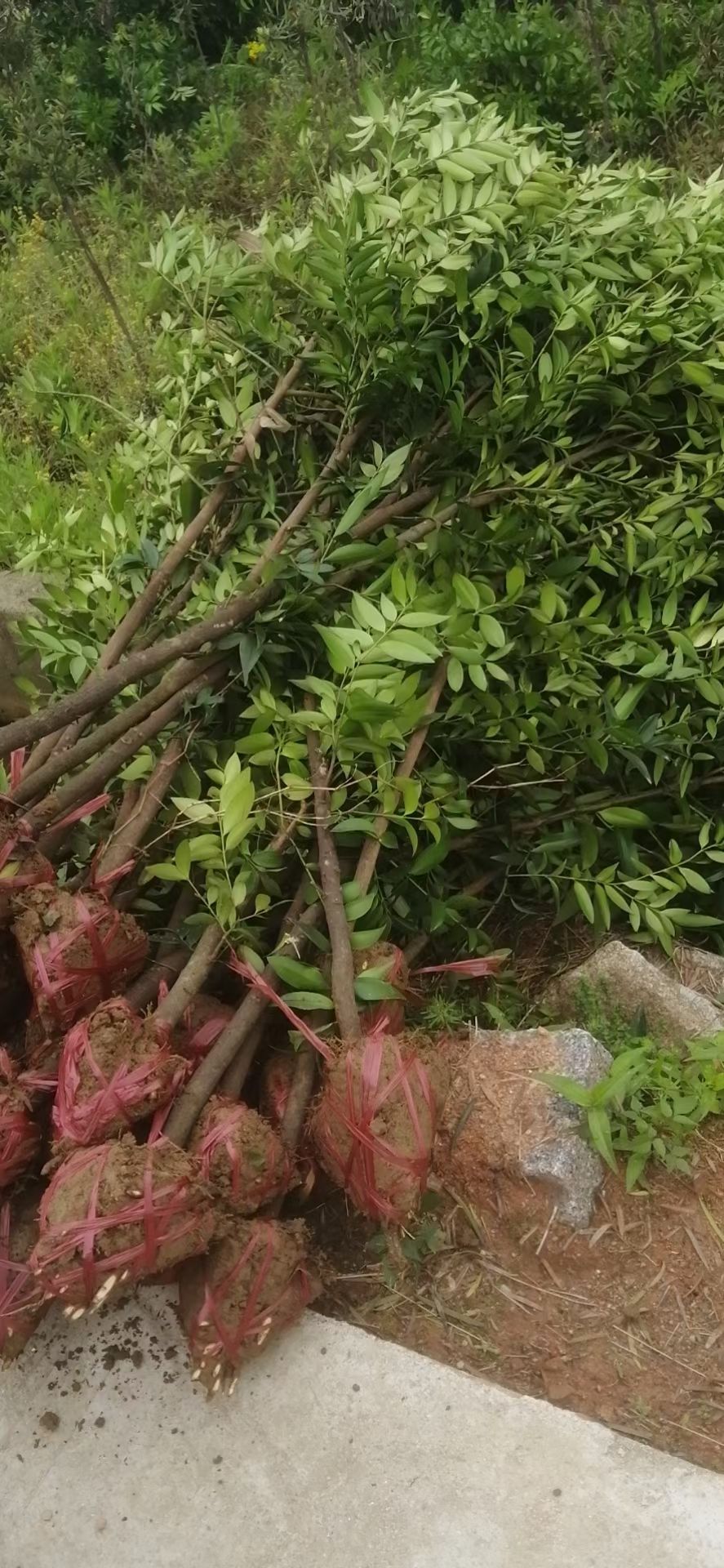 竹柏诚信经营，全国发货自产自销苗圃直供批发竹柏2-3-4公分
