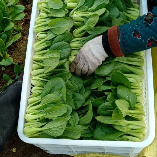 睢县上海青 万油菜基地
