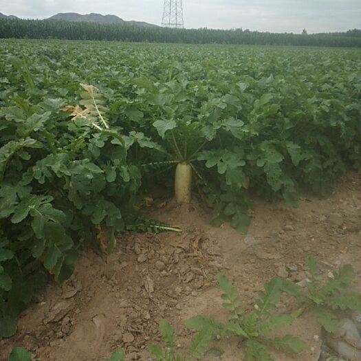 赤峰 春雷白萝卜