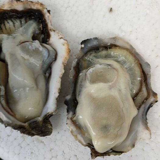 佛山净化蚝  乳山三倍体，外壳干净，可刺身，清蒸，烧烤