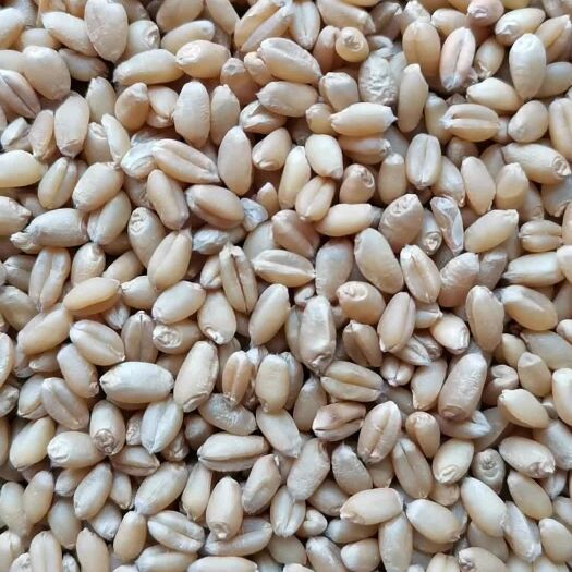 定兴县 出售干小麦150吨
