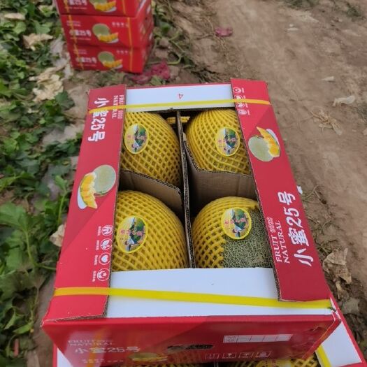 乌苏市晓蜜25号 新疆哈密瓜小蜜25号采摘打包