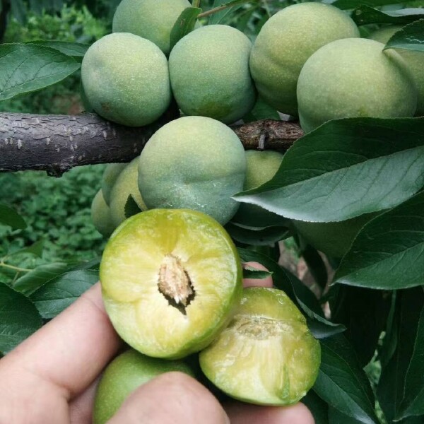 青脆李，汶川专业合作社种植基地销售