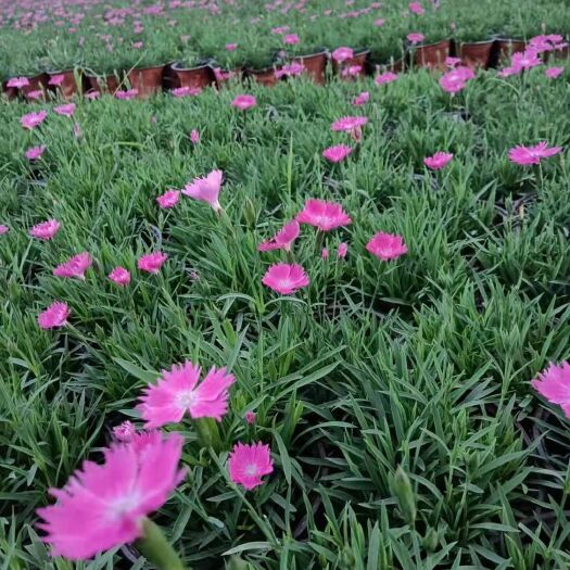 青州市精品无干花110双色盆欧石竹17万