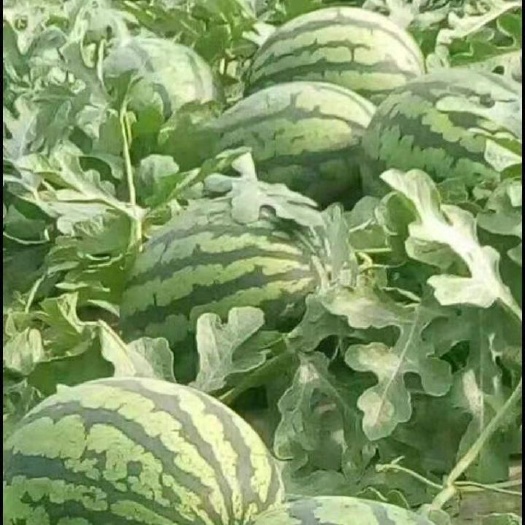 亳州精品美都西瓜 美都西瓜