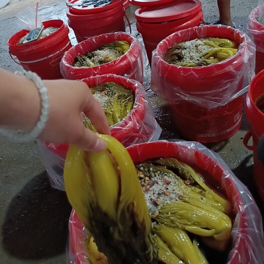 博白县潮汕酸菜  潮汕风味小颗酸菜，传统工艺，是优质小菜，加以南姜