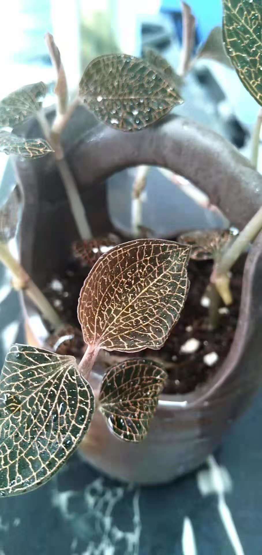 金线莲 有要药材请多多关照，谢谢
