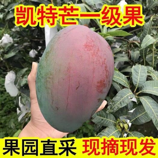 米易县【精品】四川攀枝花凯特大芒果整箱批发新鲜大青芒应季水果