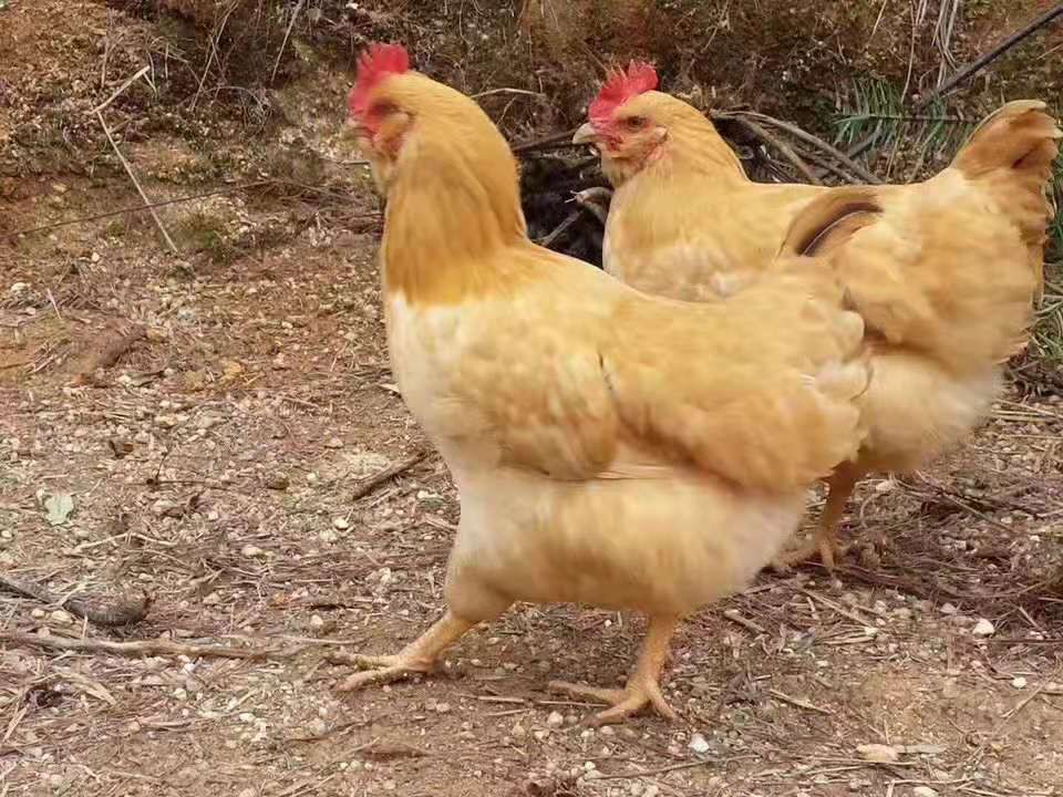 三黄鸡苗  广东农科院胡须2号苗 胡须皇 矮脚黄  土鸡苗