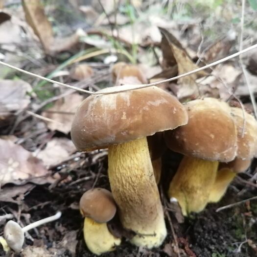 唐河县野生鲜黄牛肝菌（黄赖头菌）