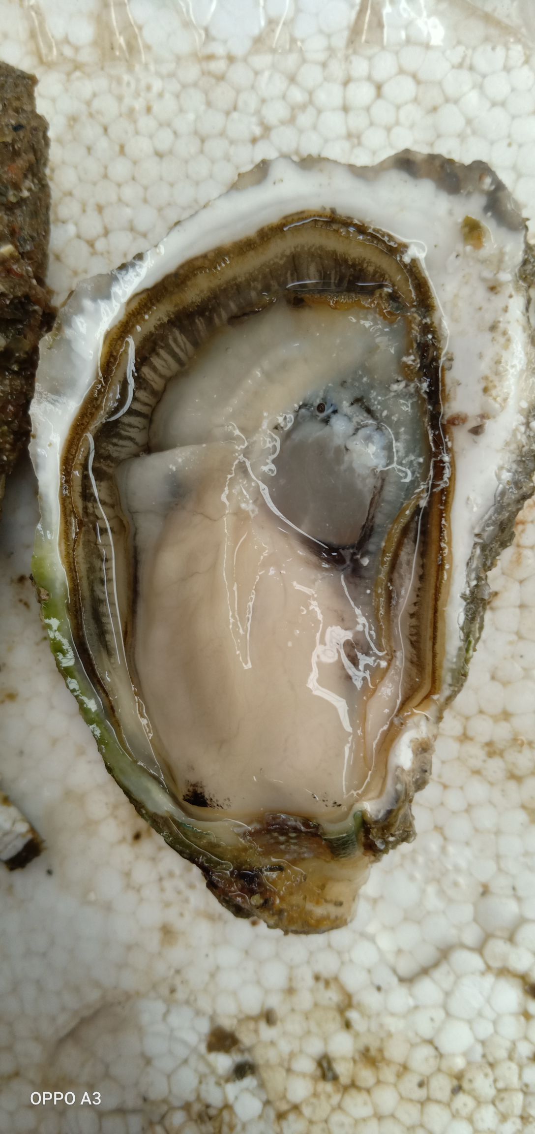 牡蛎  深海福建蚝，个数多，肥度饱满，价格实惠