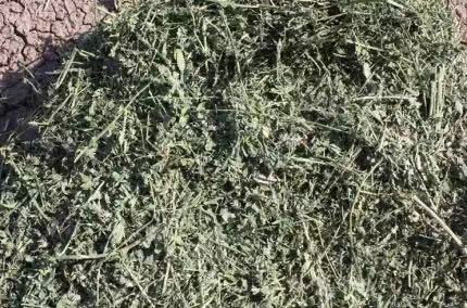 苜蓿草，蛋白16-22，乳品优选，提高产奶量，养殖场