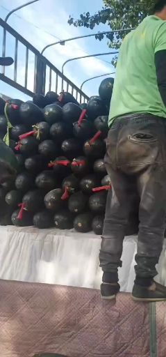 黑皮冬瓜 河北省保定市清苑区大量出售黑皮吊冬瓜，质量保证，价格低,