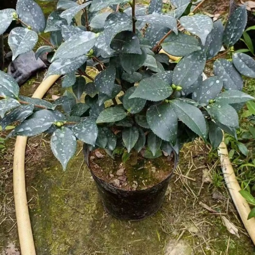漳平市山茶花 香妃茶花 香茶带苞一件72装 大量供货