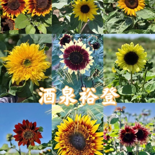 酒泉彩色观赏向日葵种子，矮杆多头向日葵种子，切花向日葵种子