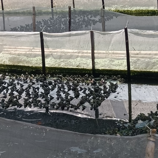 常宁市出售牛蛙小四脚