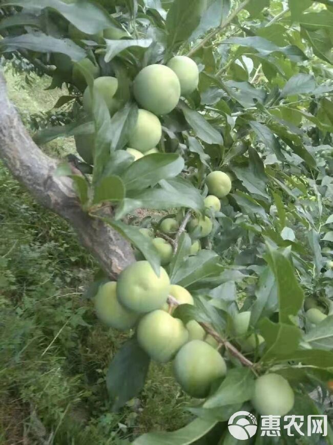 青脆李，汶川专业合作社种植基地销售