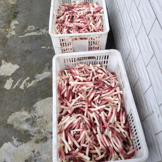 巴东县 阳荷是个宝，治病又防老。