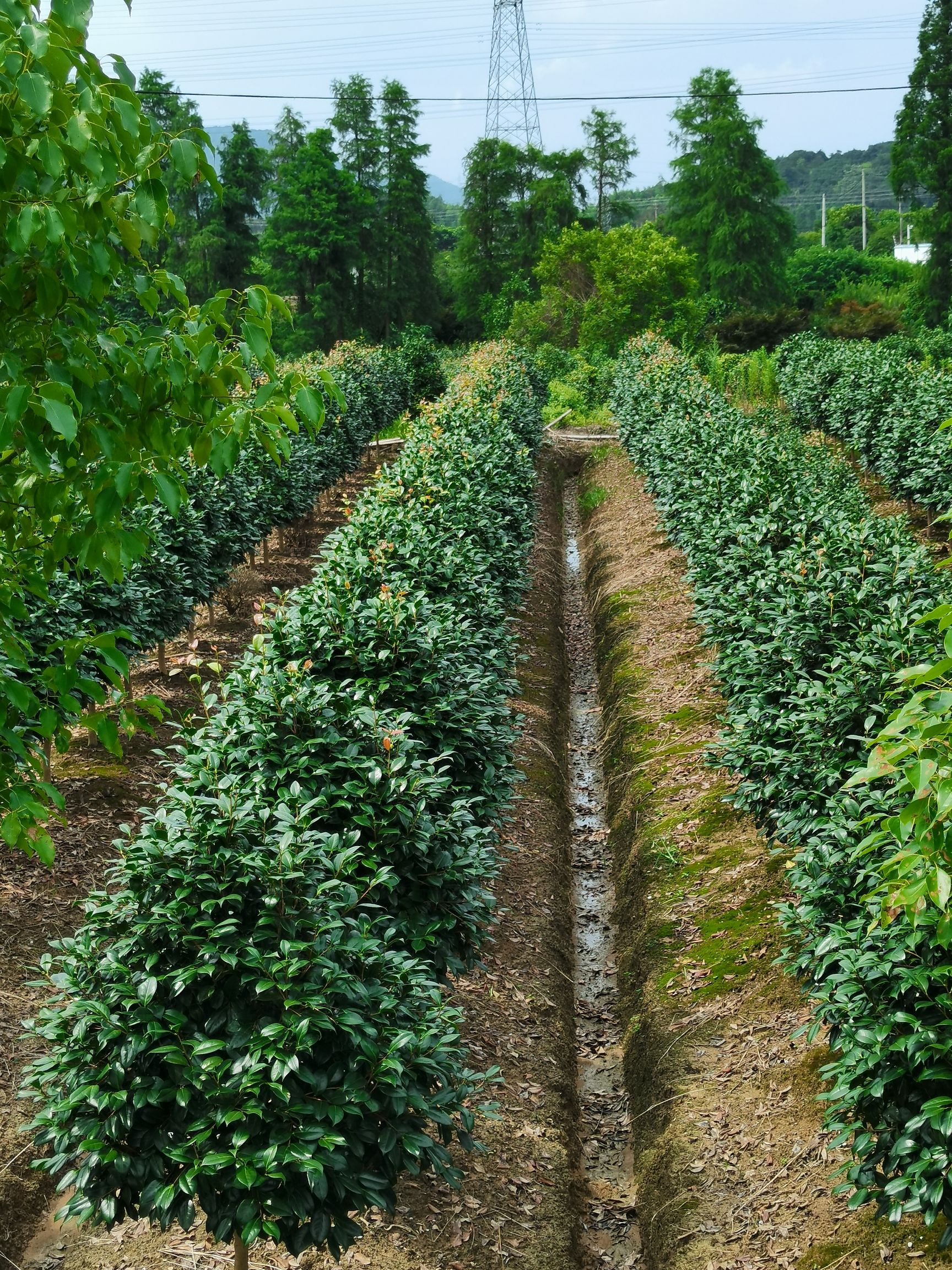 茶花树 精品茶花，精品茶花，田苗，田苗。