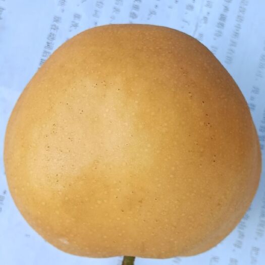 成都丰水梨    皮薄    细砂    甜