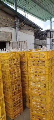 连平县白鸽 400克以下 