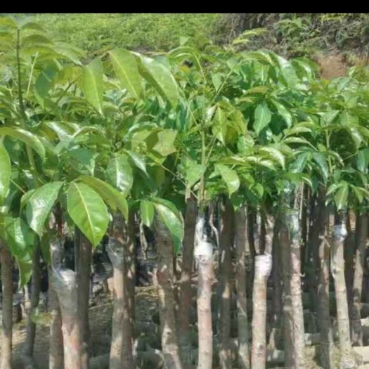 普宁市黑橄榄苗  吊丝茅石站榄，工艺榄