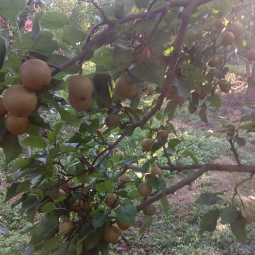 锦屏县 梨:金秋梨和黄花梨