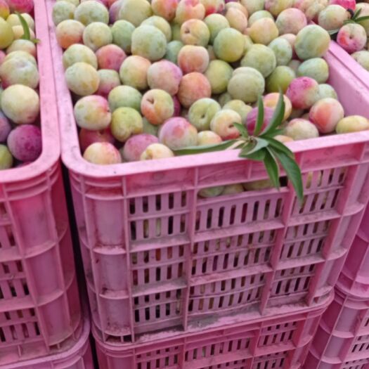 嵩县 秋李子