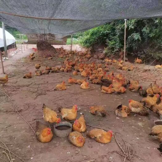 中江县 粮食鸡母