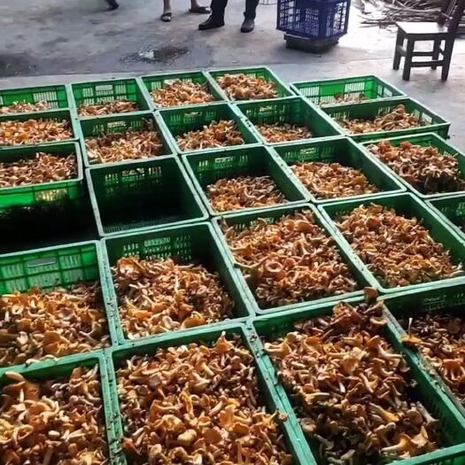 内乡县鸡油菌