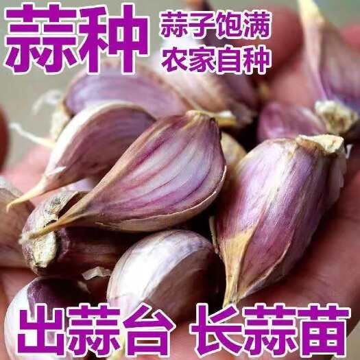 丰县大蒜种子  大蒜二月早熟红根蒜苗种子寒蒜徐州丰县川蒜