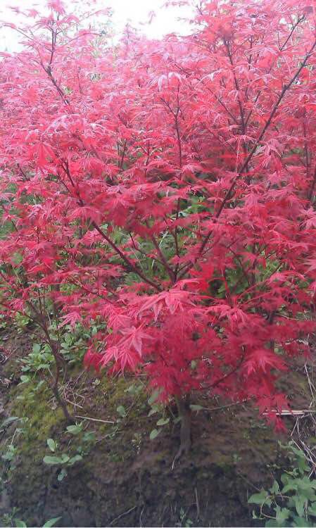 日本红枫红舞姬  三季红枫红舞姬丛生日本红枫盆景苗素材