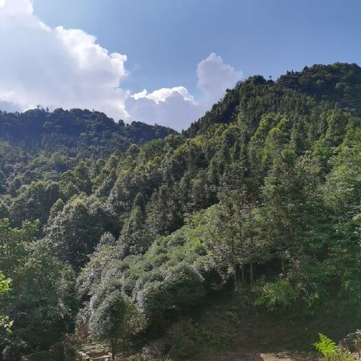 望谟县八月桂，金桂，四季桂