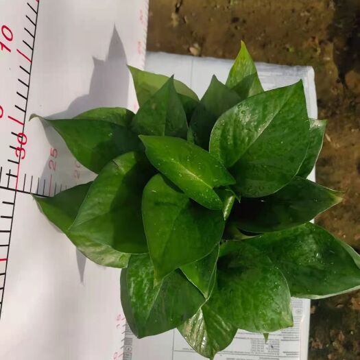 广州水培绿萝