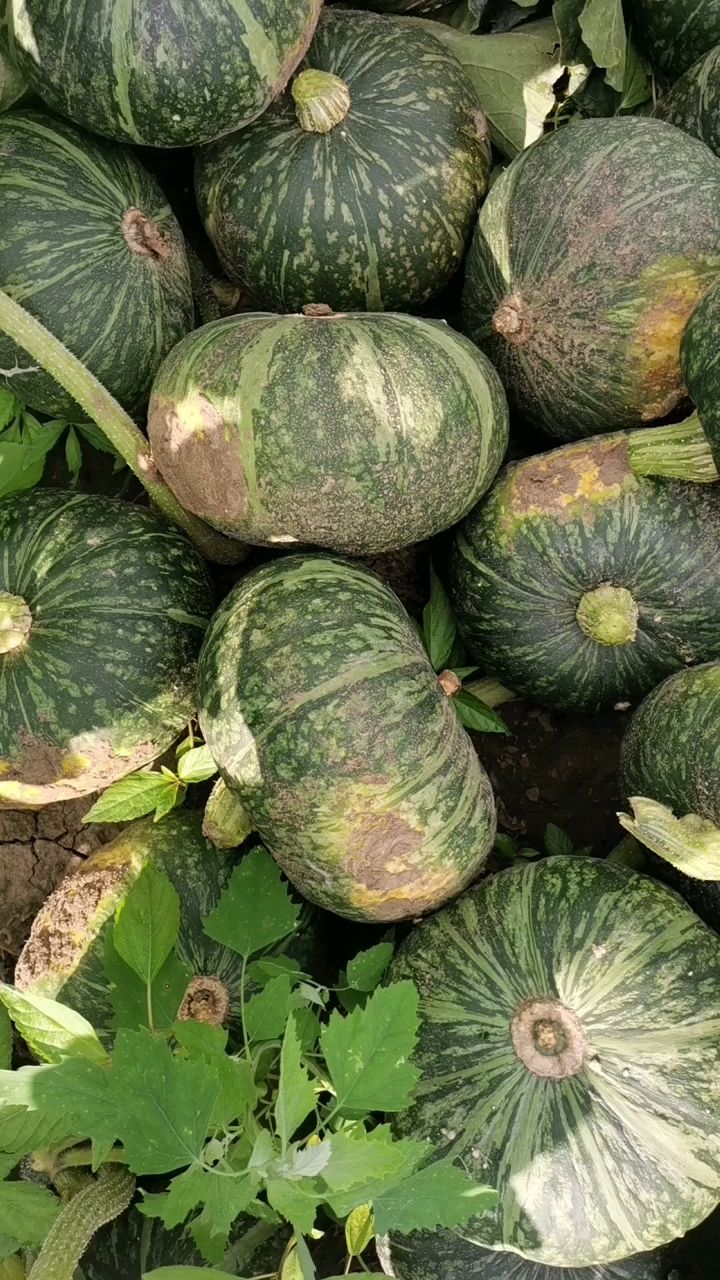 东北黑土地板栗南瓜大量上市