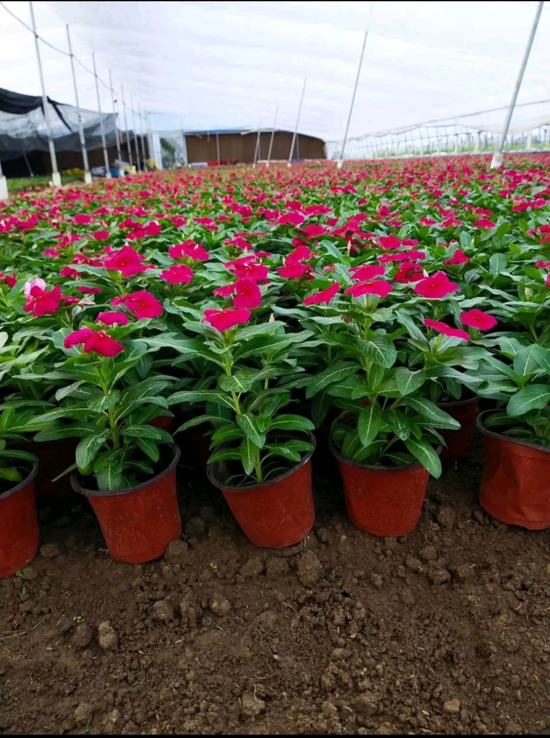 [草花批发]长春花天天开 种植基地直销 绿化观赏草花价格0