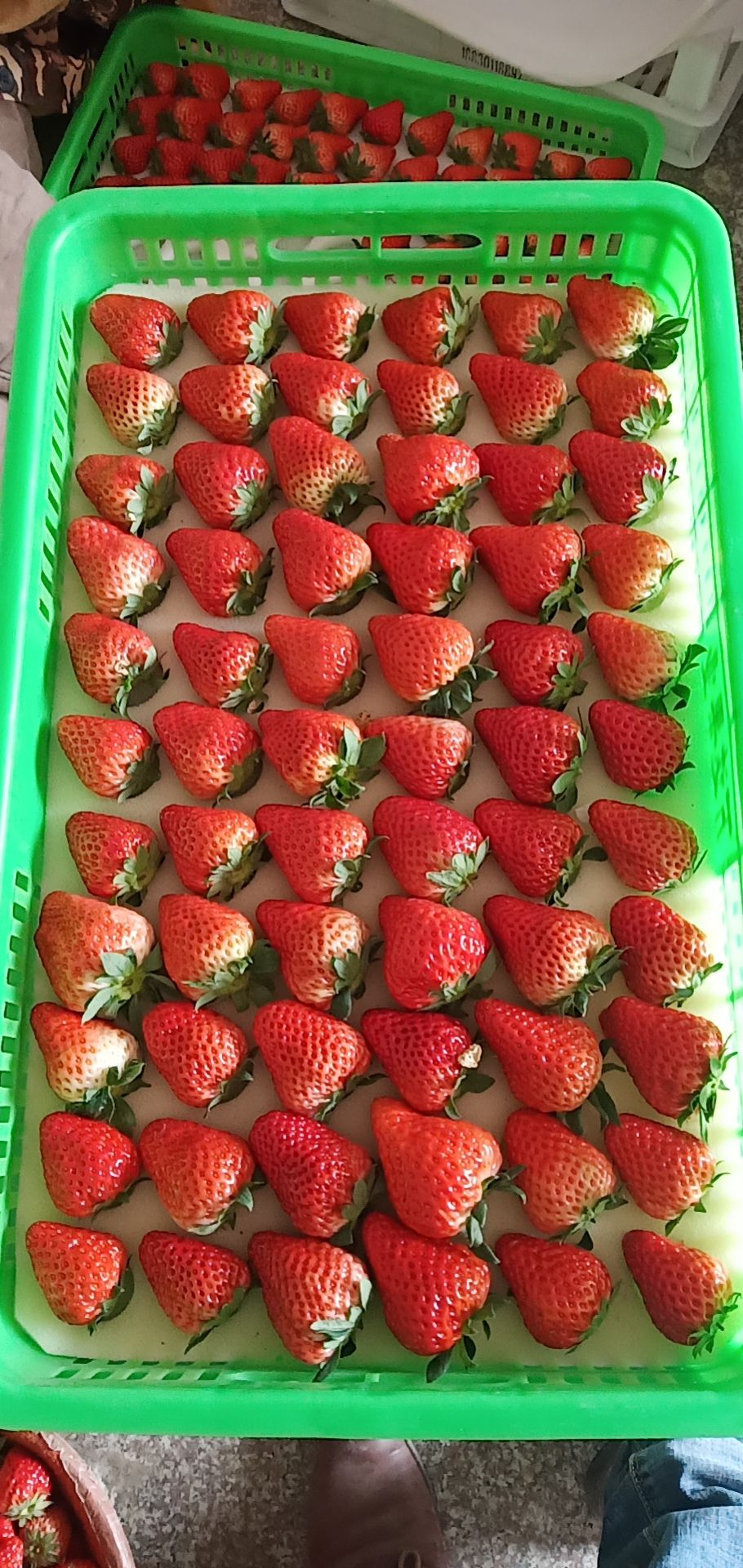  草莓苗，红颜草莓苗