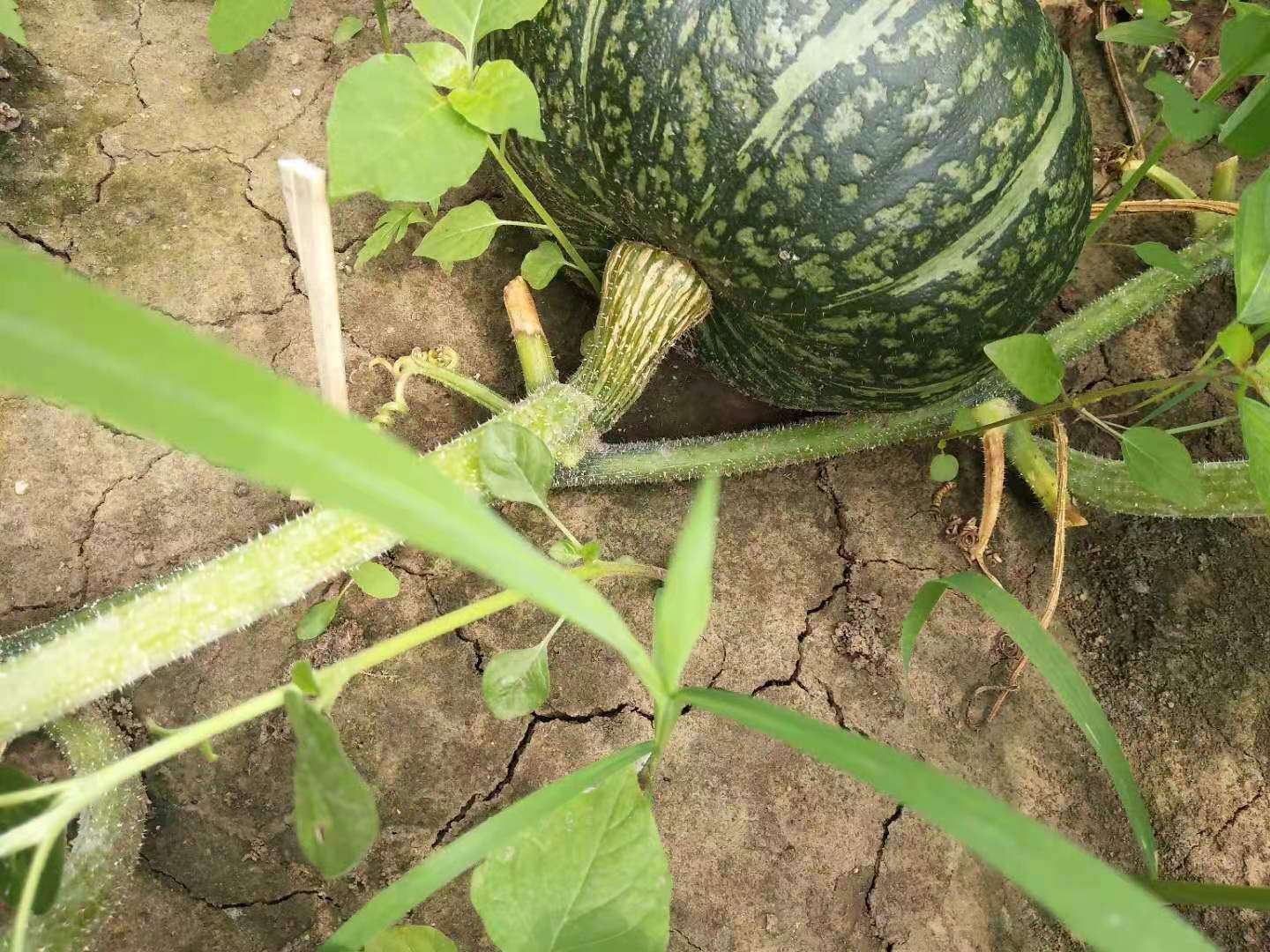 东北黑土地板栗南瓜大量上市