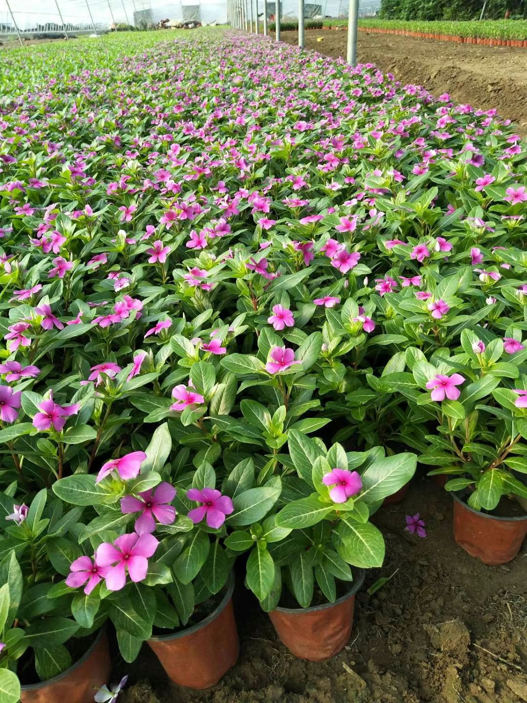 长春花天天开 种植基地直销 绿化观赏草花