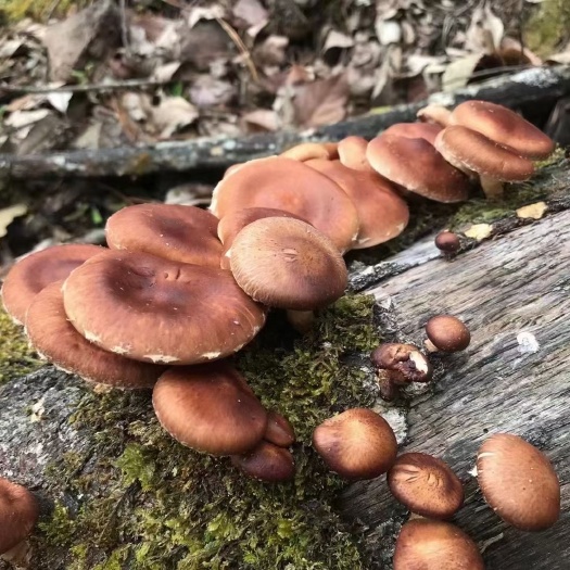 昆明野生香菇  云南野生纯正香菇