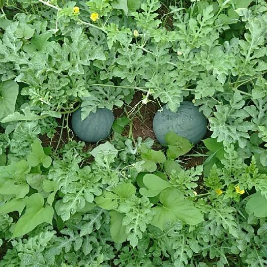 虞城县无籽西瓜