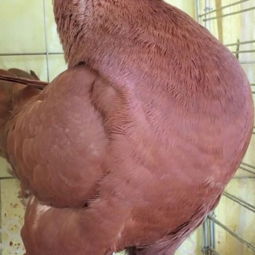 包邮鸽子大体元宝鸽圆环鸽个头大 可以长到二斤多重通货