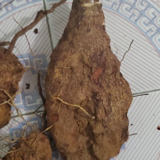 贵阳 土茯苓