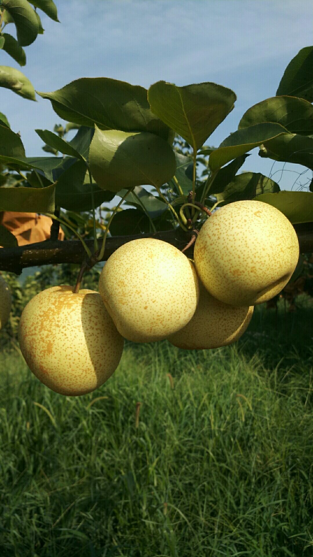 水晶梨 连州市高山晶定梨