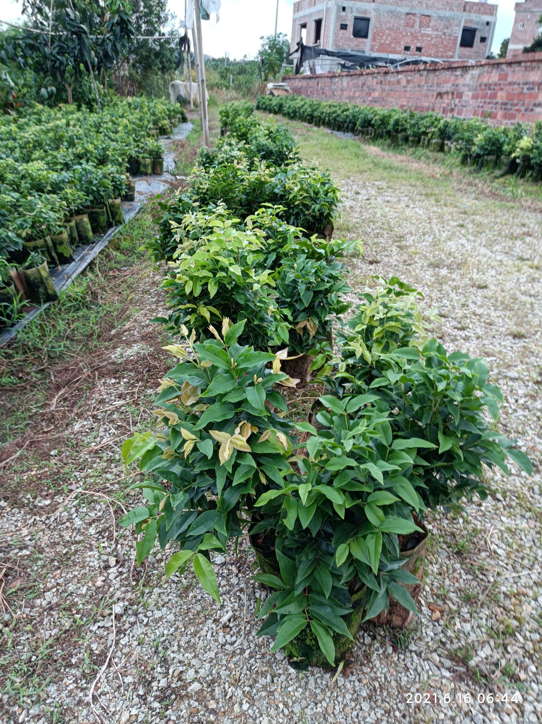 四季嘉宝果苗 艾斯卡 红妃 沙巴大树